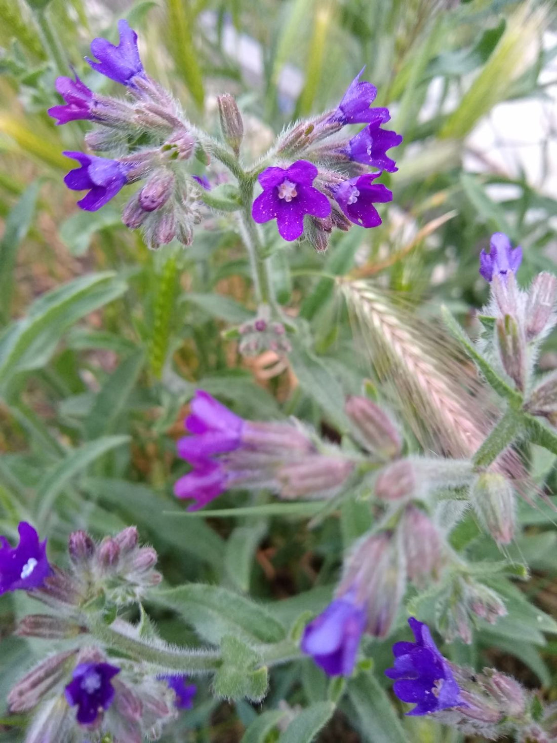 The Natural World in Essential oils